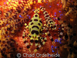 A pair of Colemen Shrimp nestled in their colorful Anemone. by Chad Ordelheide 